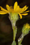 Cottony goldenaster